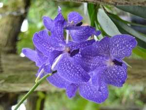 orchid