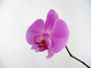 orchid