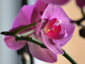 amaranth, orchid