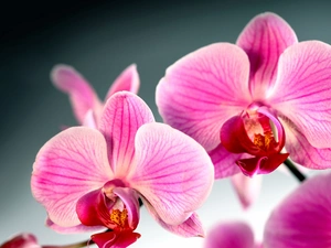 Colourfull Flowers, orchid, orchid