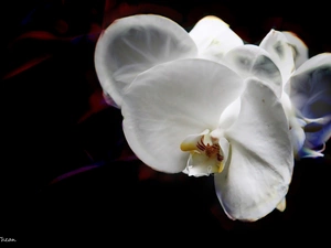 orchid, orchid