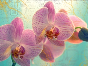 Pink, orchid