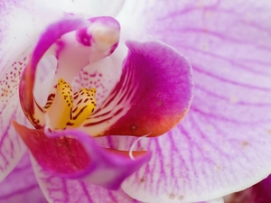 Pink, orchid