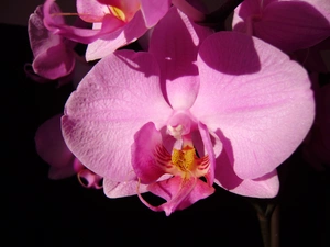 Pink, orchid