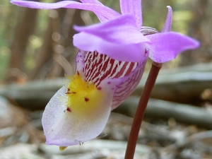 Pink, orchid