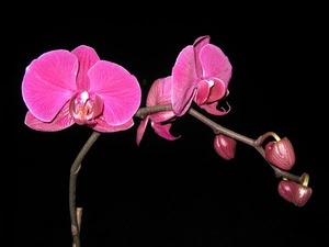 Pink, orchid