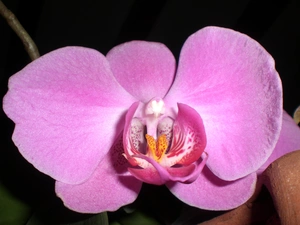Pink, orchid