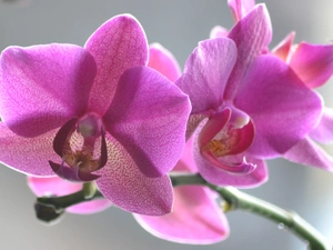 twig, orchid