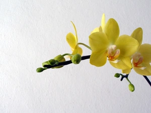 Yellow, orchid