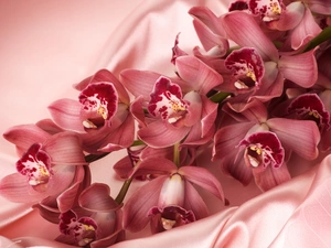 Orchidee, satin, Pink