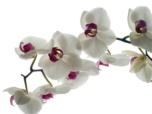 orchids