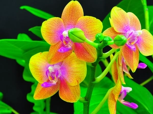 orchids, color, Flowers