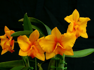 Orange, orchids