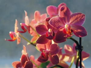 orchids, beatyfull, Pink