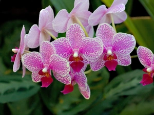 orchids, beatyfull, Pink