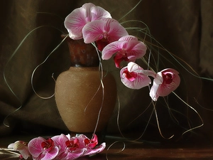 orchids, Brown, Vase