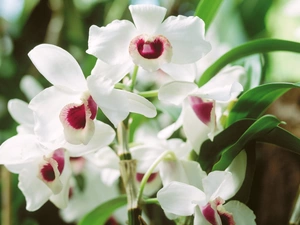 White, orchids