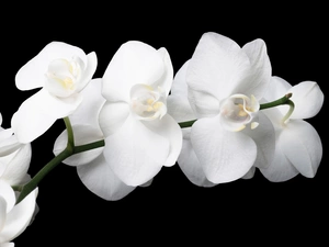 White, orchids