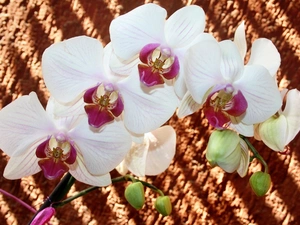 orchids, Flowers, White