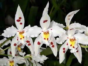 orchids, Flowers, White