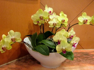 Yellow, orchids