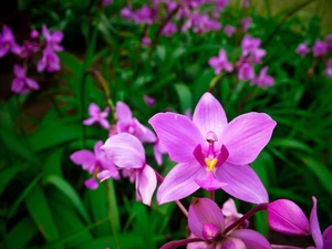 orchids