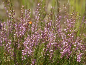 Pink, Heather ordinary