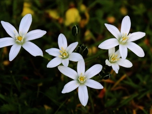 Ornithogalum, White, Flowers