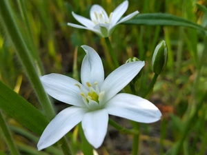 Ornithogalum, White, Flowers