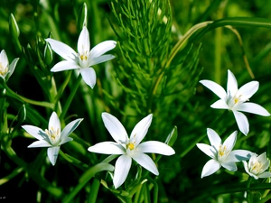 Flowers, Ornithogalum, Spring, flourishing, White