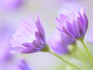 Osteospermum, purple, Flowers