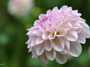 pale pink, Dalia