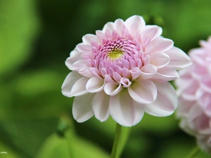 pale pink, Dalia