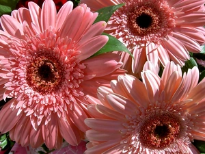 gerberas, Flowers, pale pink