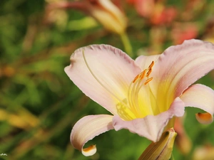 Pale pink, lily