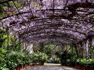 Garden, wistaria, Palms, japanese