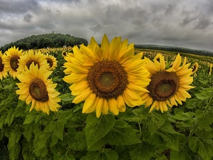 Field, clouds, panorama, sunflowers