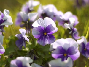 pansies