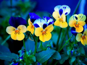 pansies