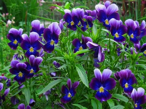 pansies, Flowers, Blue