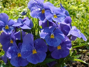 Blue, pansies