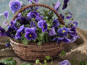 pansies, basket, bouquet