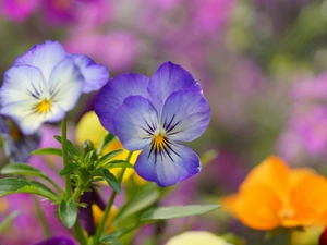 color, pansies