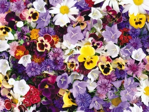 different, Flowers, pansies, color