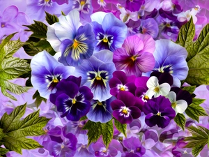 Flowers, Leaf, graphics, pansies