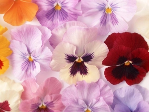 Flowers, pansies