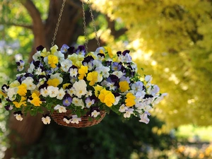 hanging, pansies