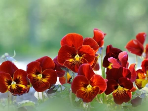 Orange, pansies