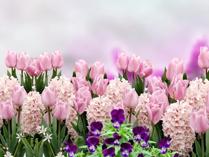 Tulips, pansies, Pink, Hyacinths, Flowers