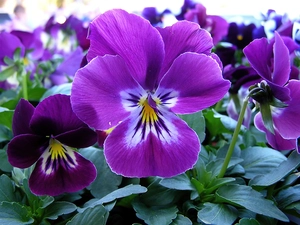 Purple, pansies